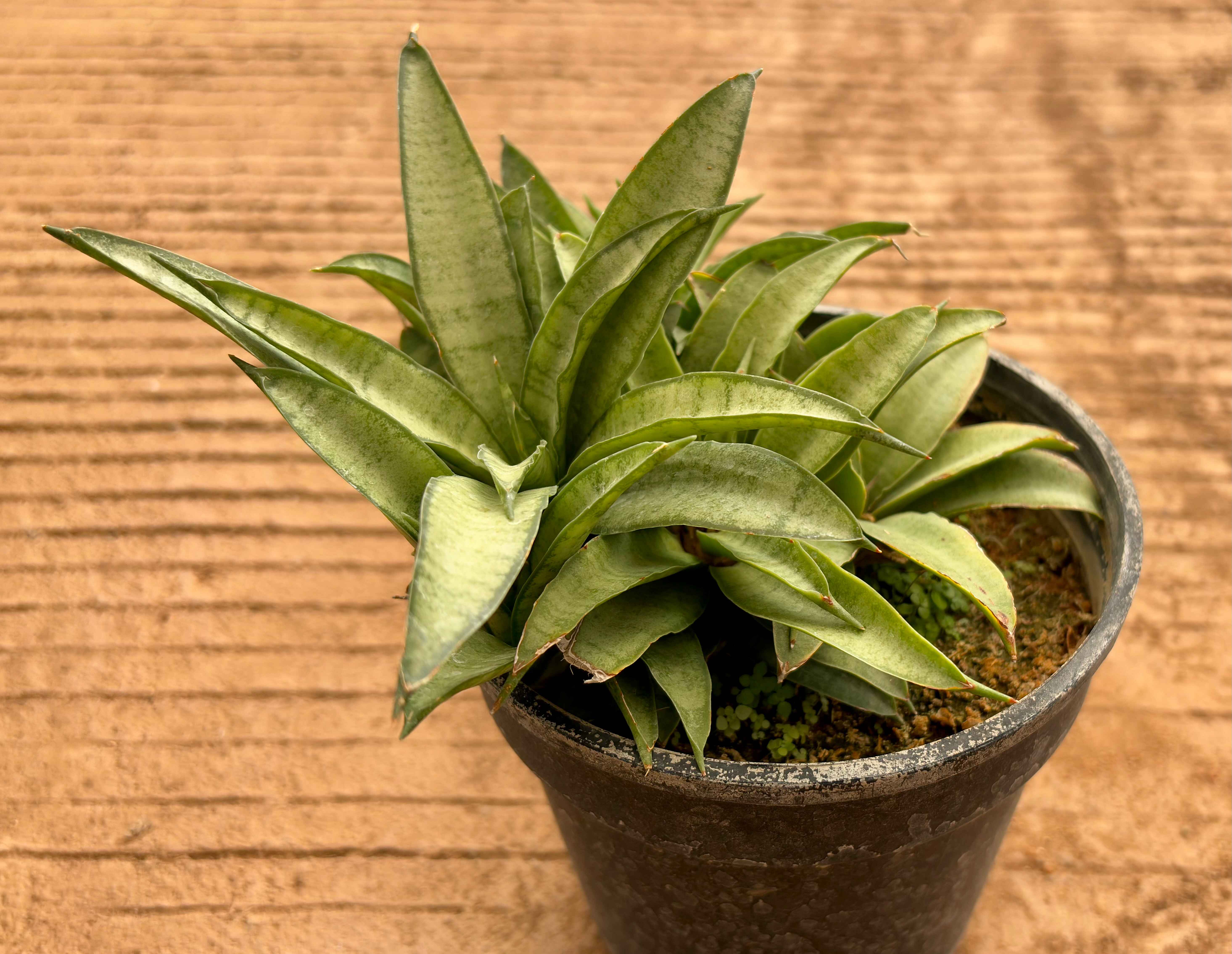 Kalanchoe tomentosa green